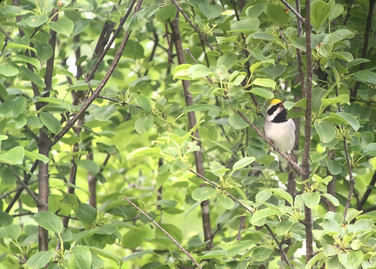 Golden-winged Warbler - ML638438725
