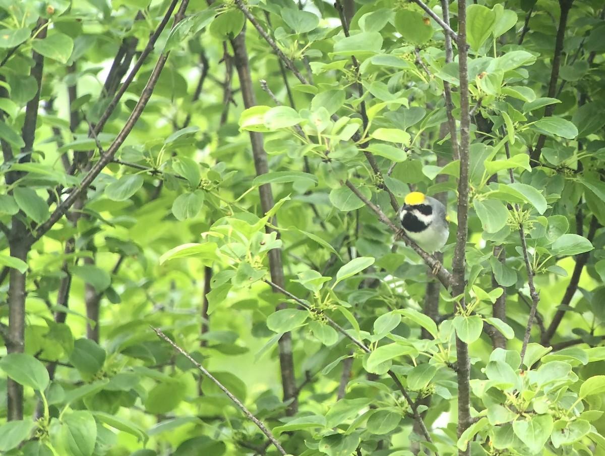 Golden-winged Warbler - ML638438728