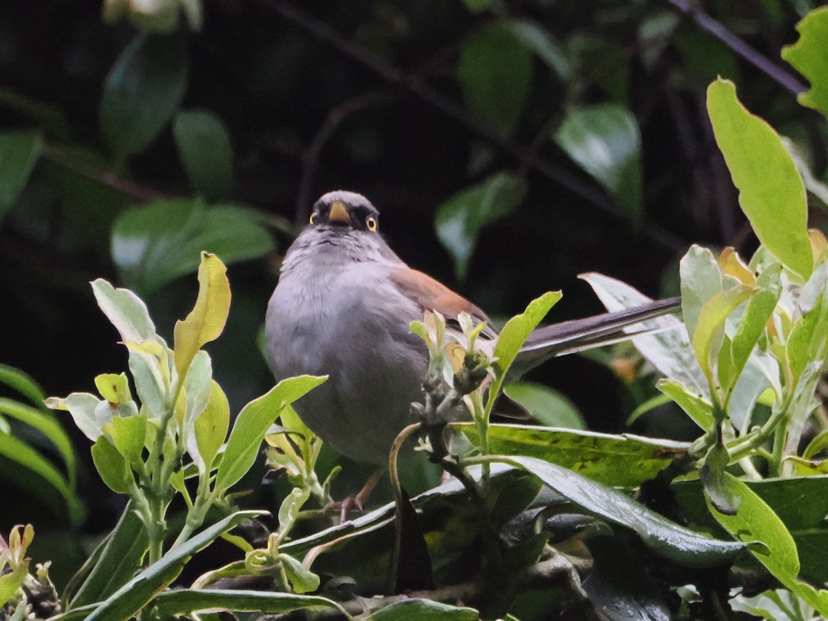 Yellow-eyed Junco - ML638438764