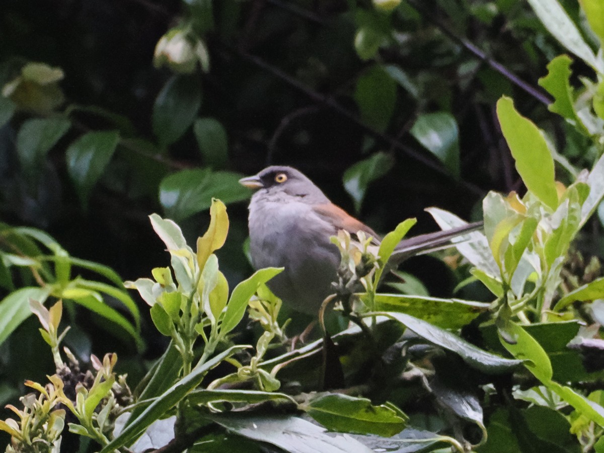 Yellow-eyed Junco - ML638438765
