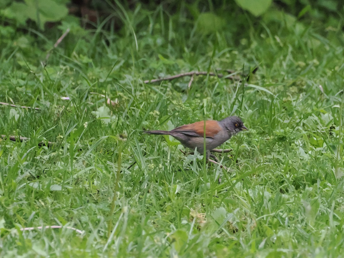 Yellow-eyed Junco - ML638438766