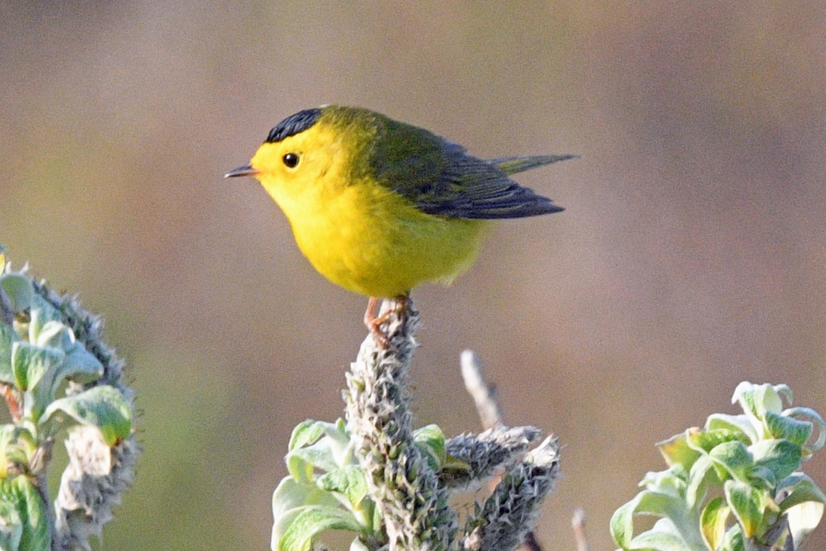 Wilson's Warbler - ML638438811
