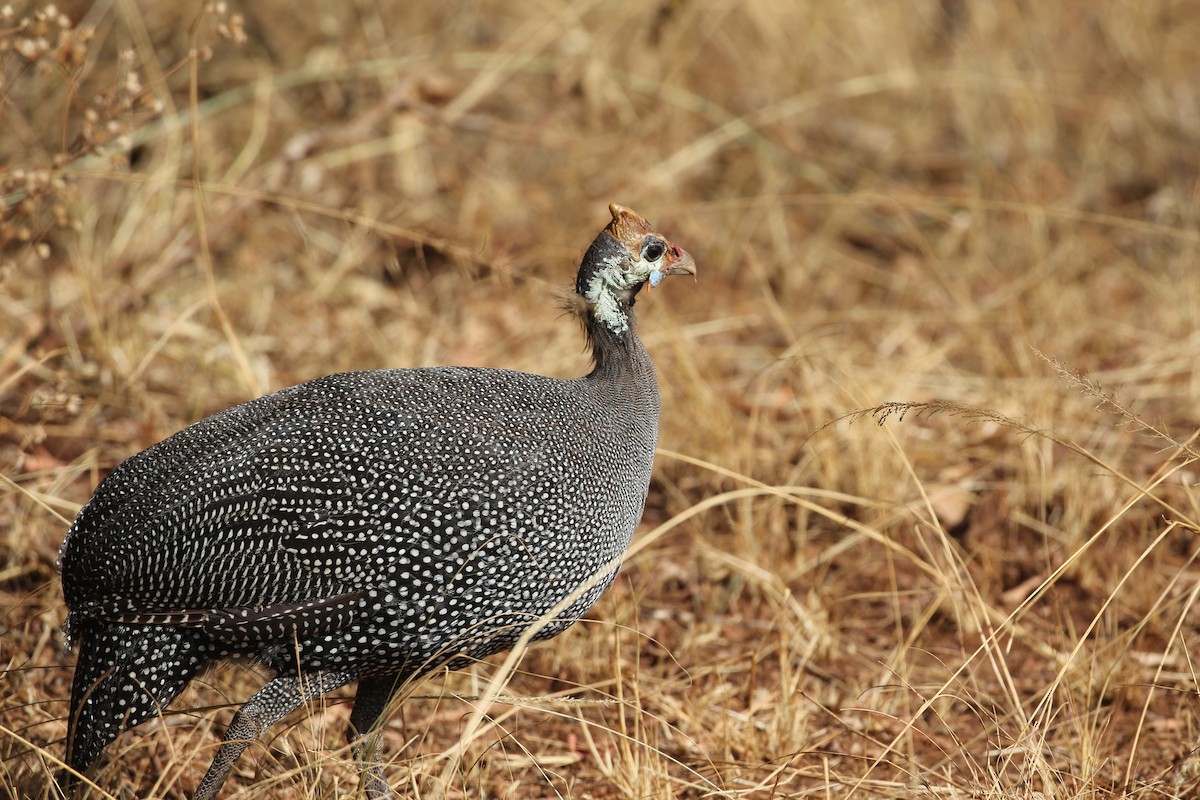 Helmeted Guineafowl - ML638438820
