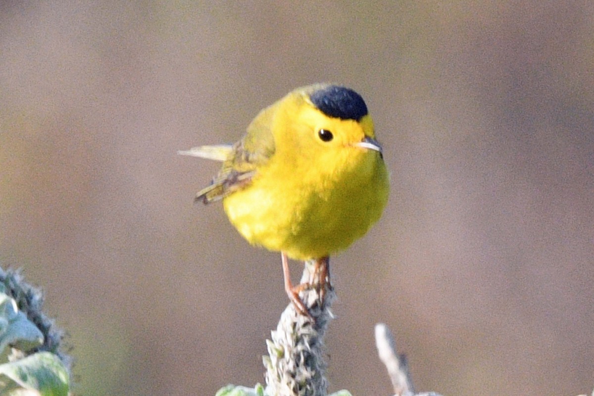 Wilson's Warbler - ML638438821