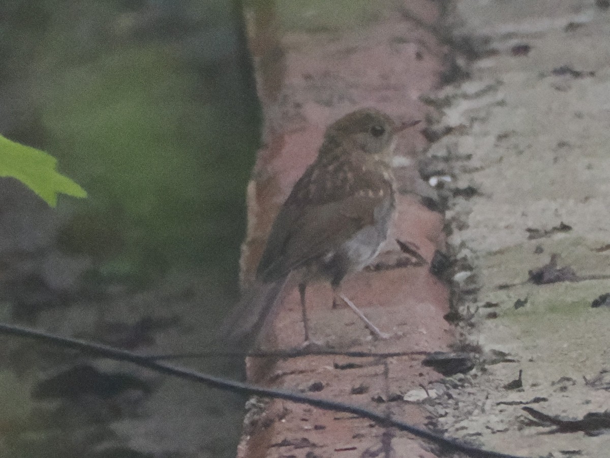 Russet Nightingale-Thrush - ML638438862