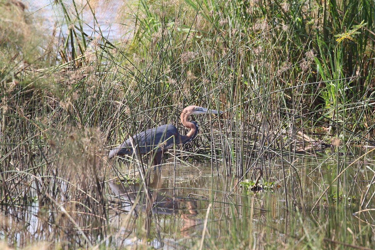 Goliath Heron - ML638438906