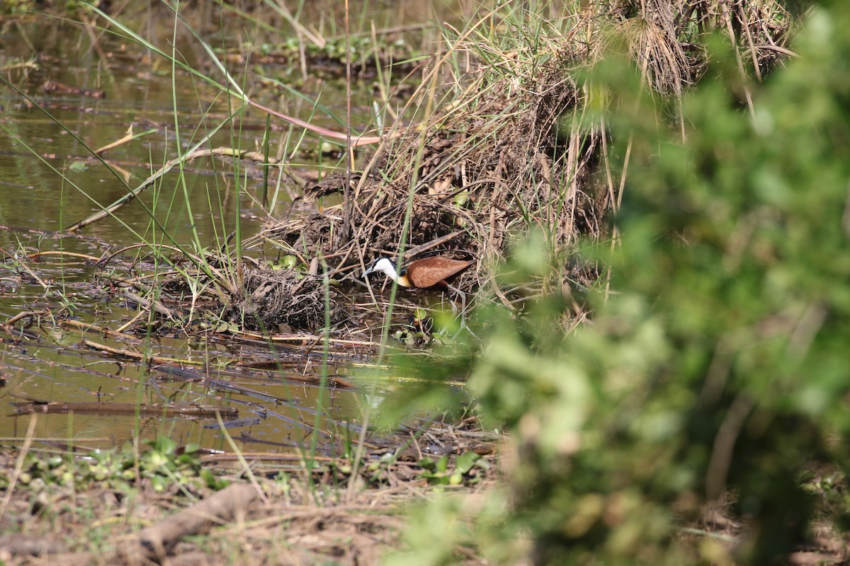 African Jacana - ML638438922