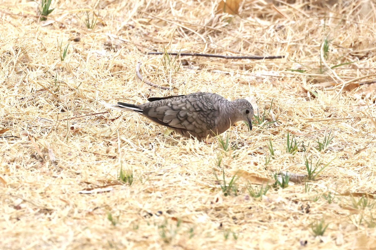 Inca Dove - ML638438926
