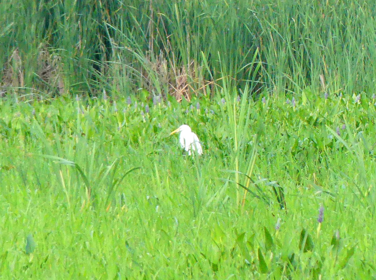 Great Egret - ML638438927