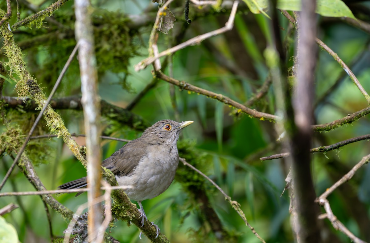 Ecuadorian Thrush - ML638438935