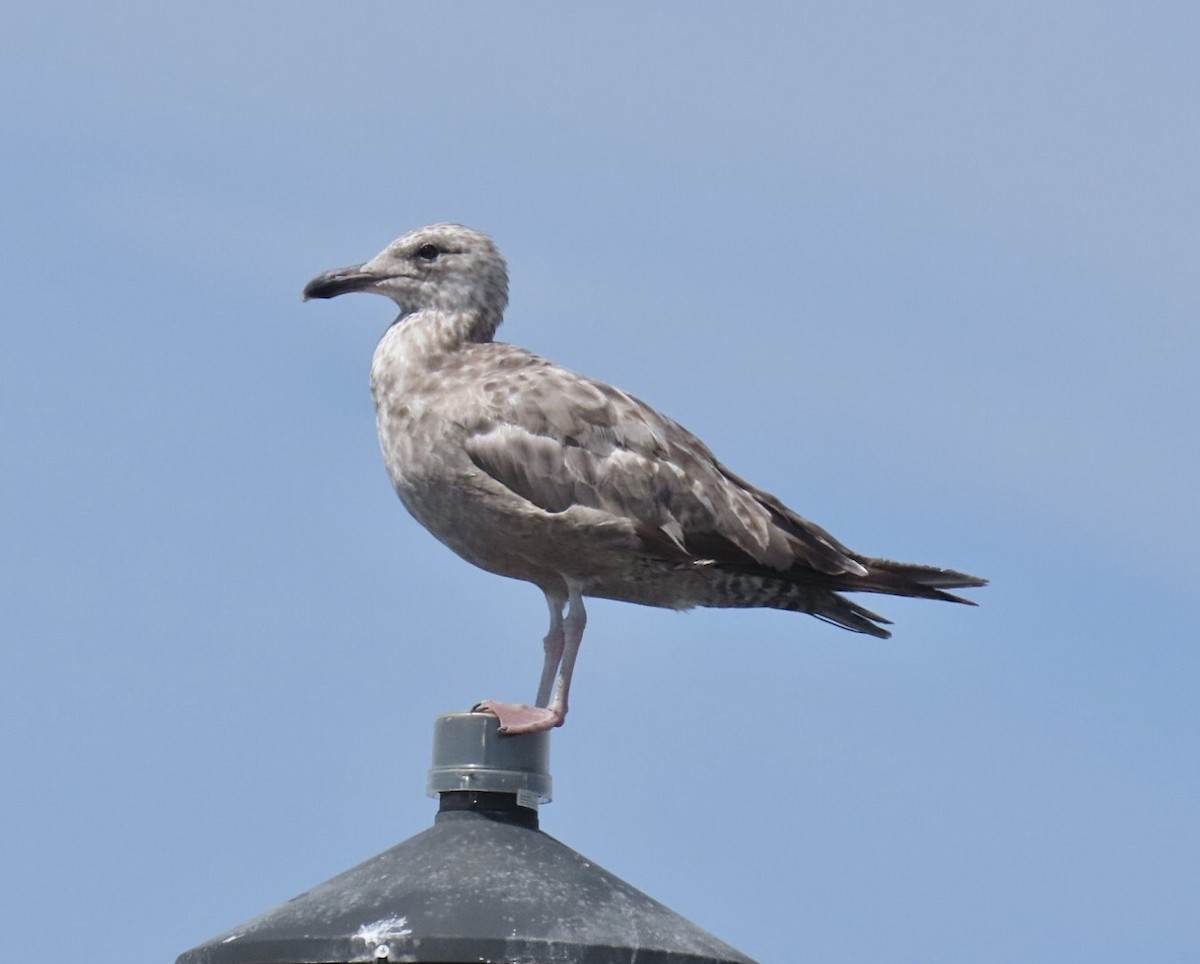 American Herring Gull - ML638438955