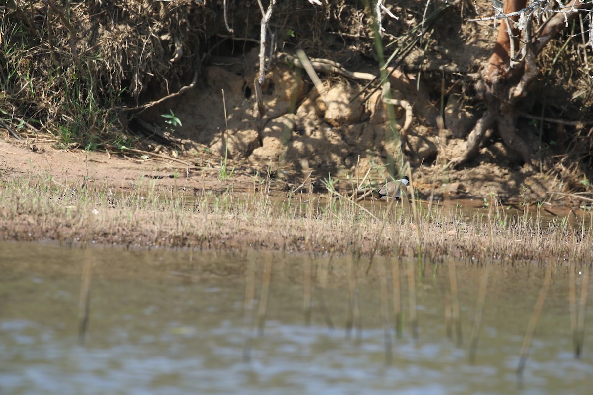 Spur-winged Lapwing - ML638438965