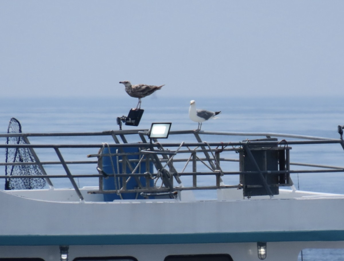 American Herring Gull - ML638438987