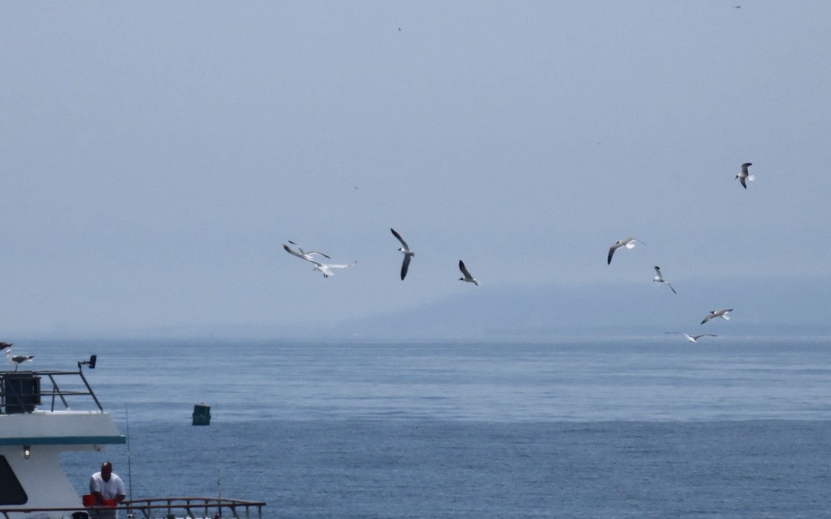 Laughing Gull - ML638439002