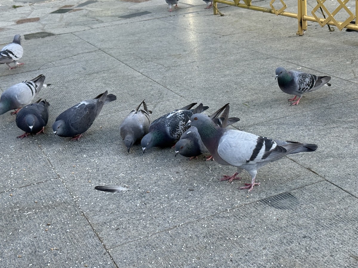 Hill Pigeon - ML638439031
