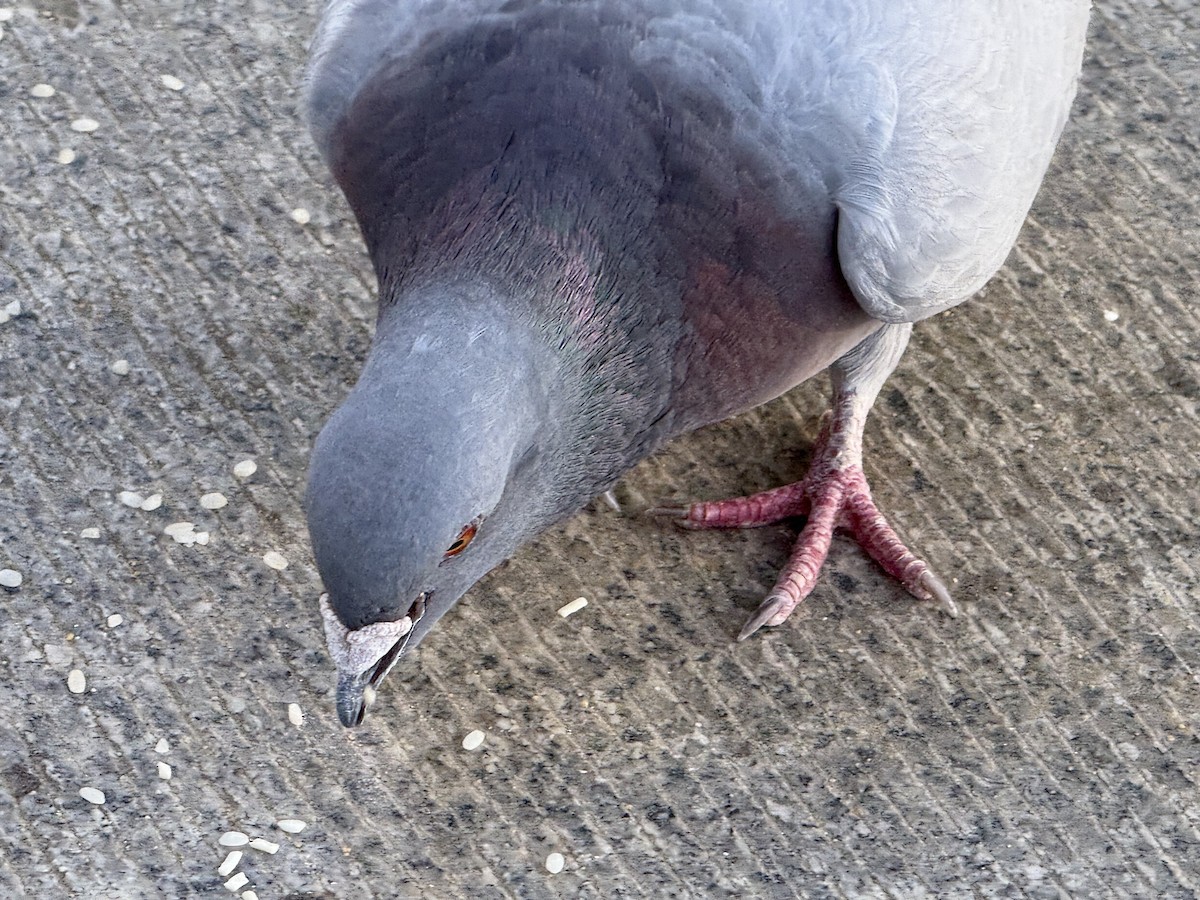 Hill Pigeon - ML638439032
