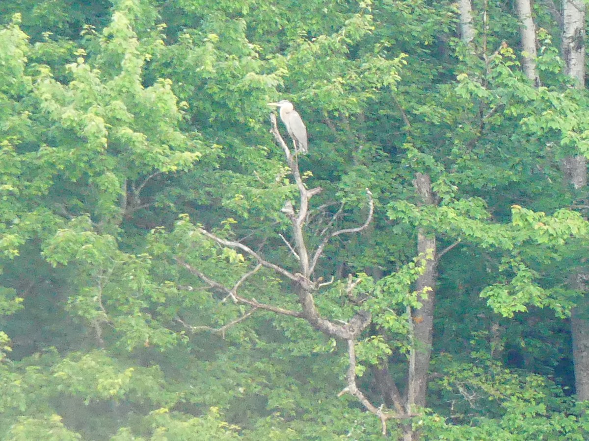 Great Blue Heron - ML638439051