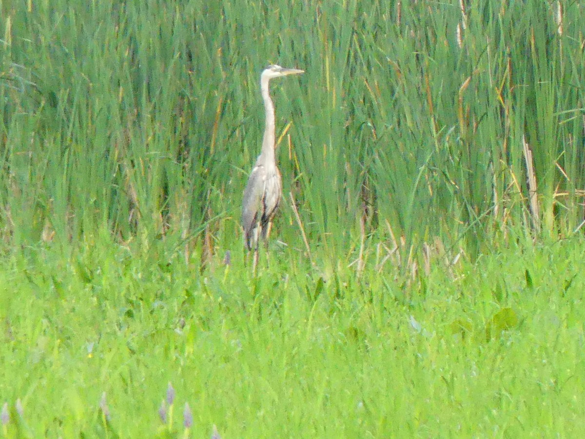 Great Blue Heron - ML638439052