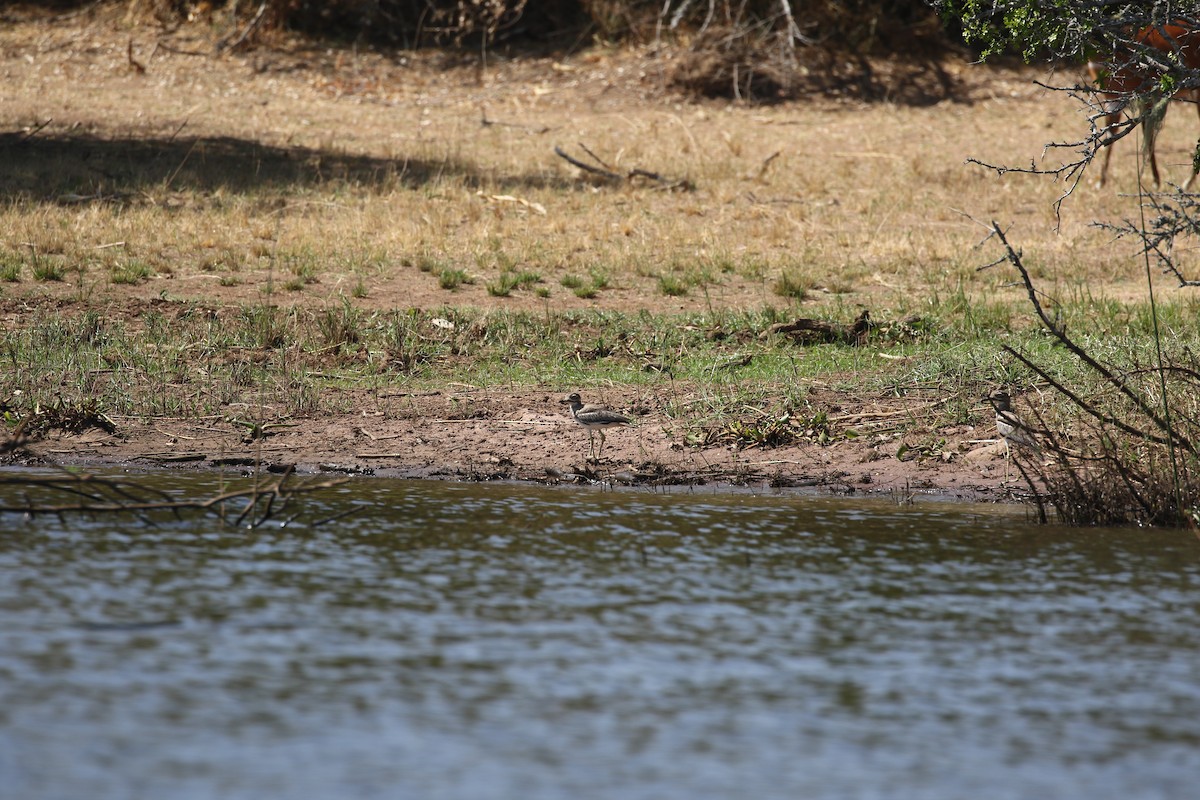 Water Thick-knee - ML638439058