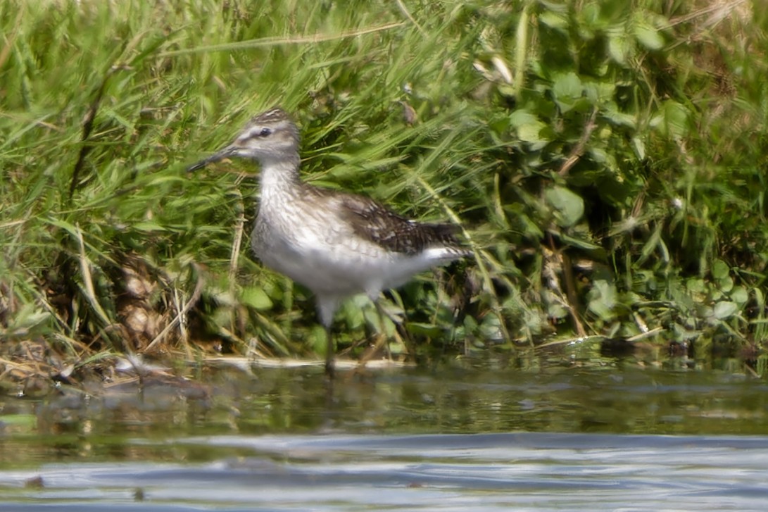 Wood Sandpiper - ML638439061