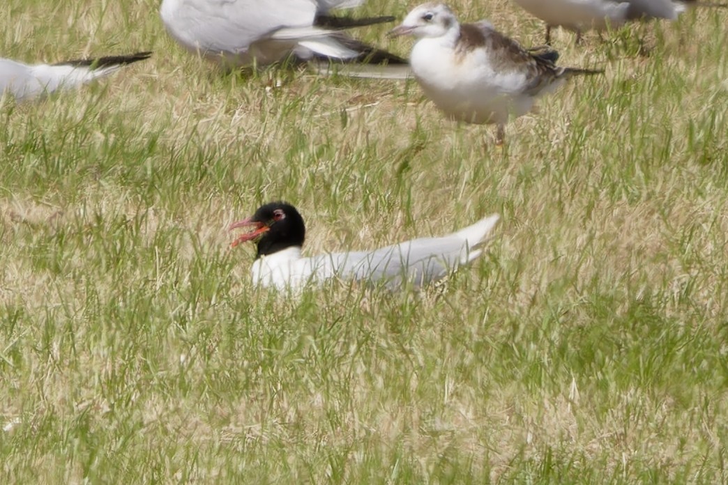 Mediterranean Gull - ML638439062