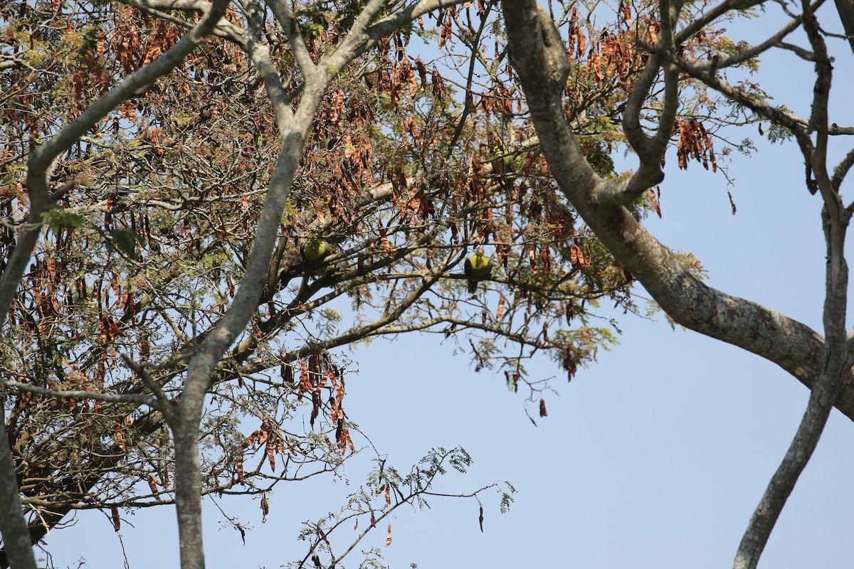 African Green-Pigeon - ML638439064