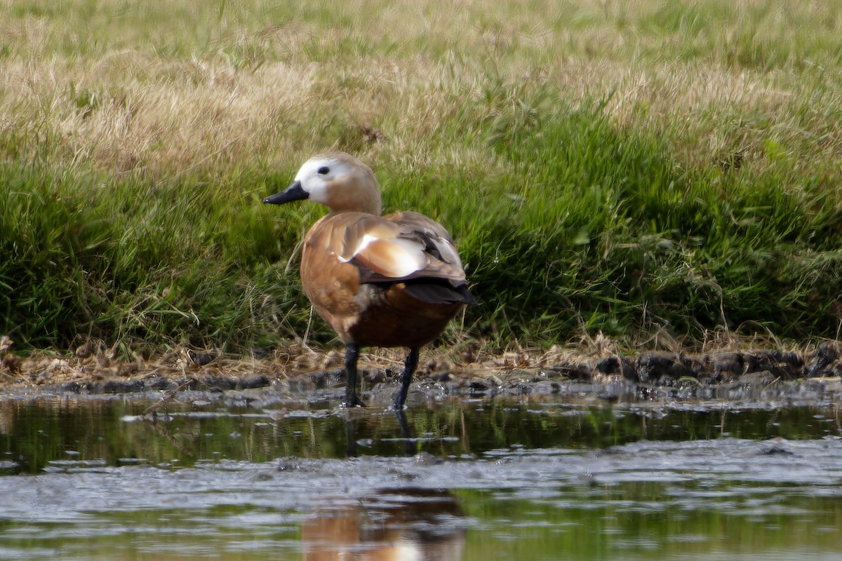 Ruddy Shelduck - ML638439065
