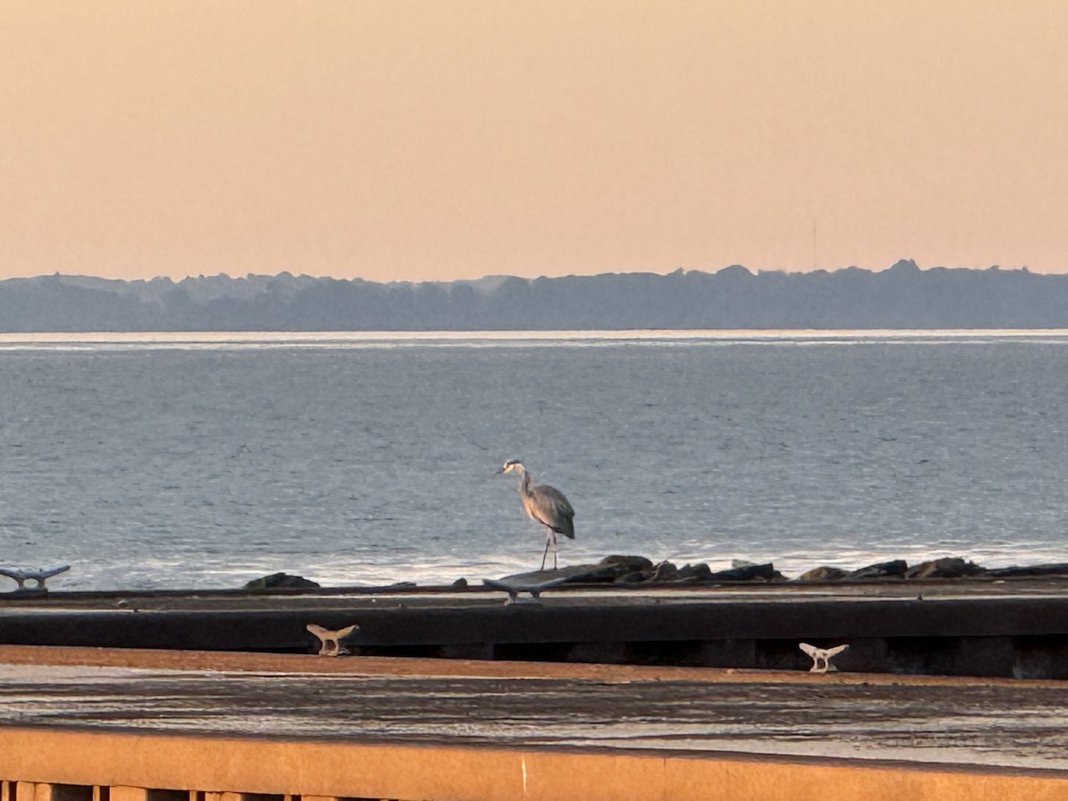 Great Blue Heron - ML638439066