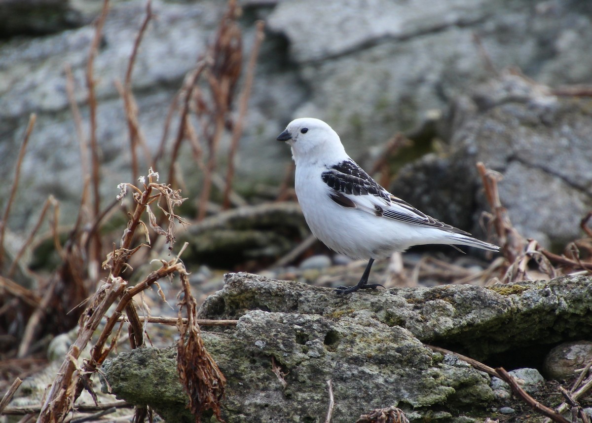 Snow Bunting - ML638439070
