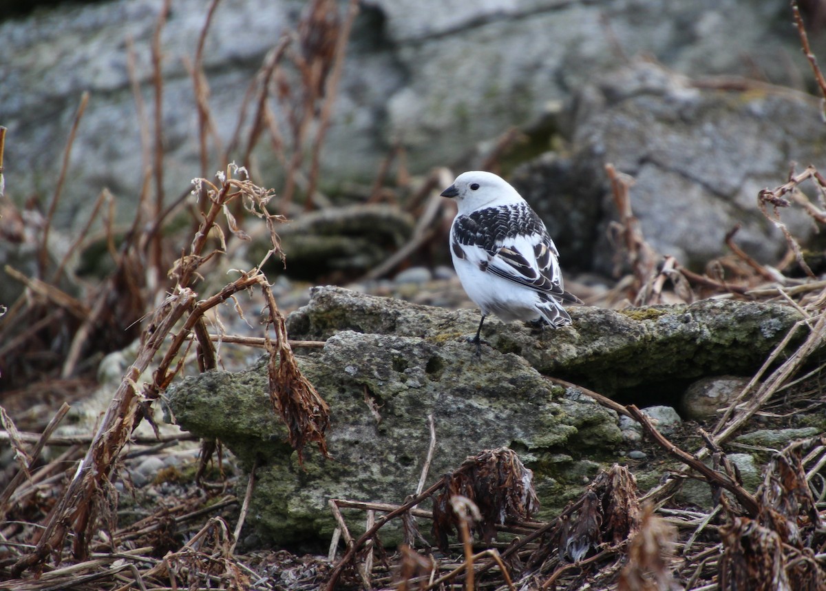 Snow Bunting - ML638439071