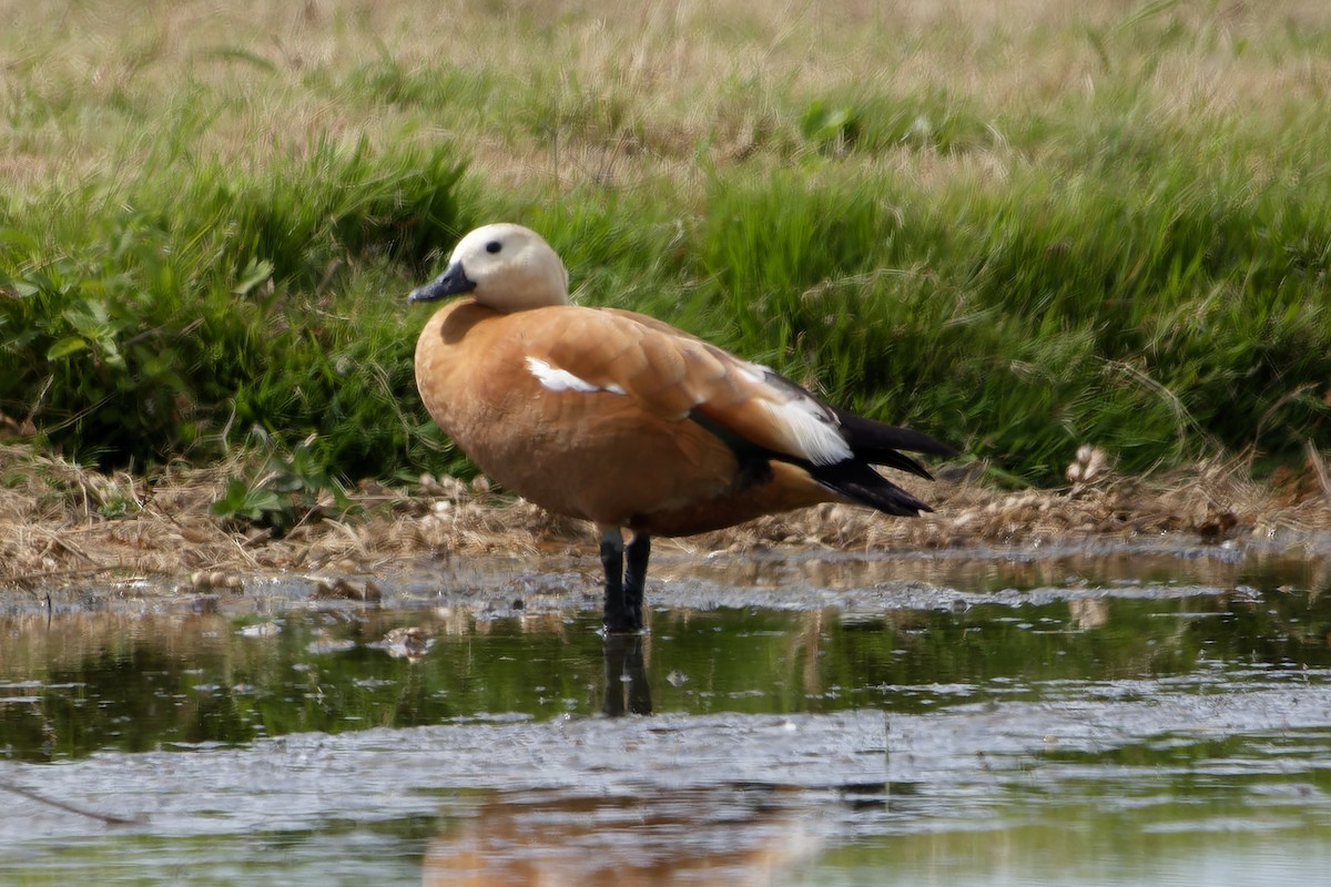 Ruddy Shelduck - ML638439078