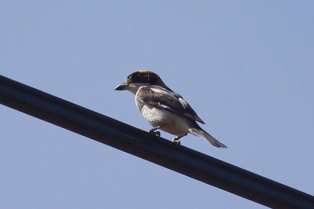 Woodchat Shrike - ML638439080