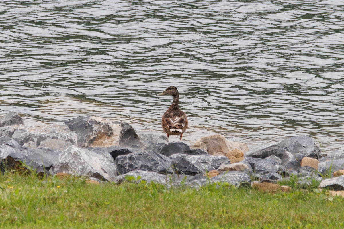 Mallard x American Black Duck (hybrid) - ML638439081