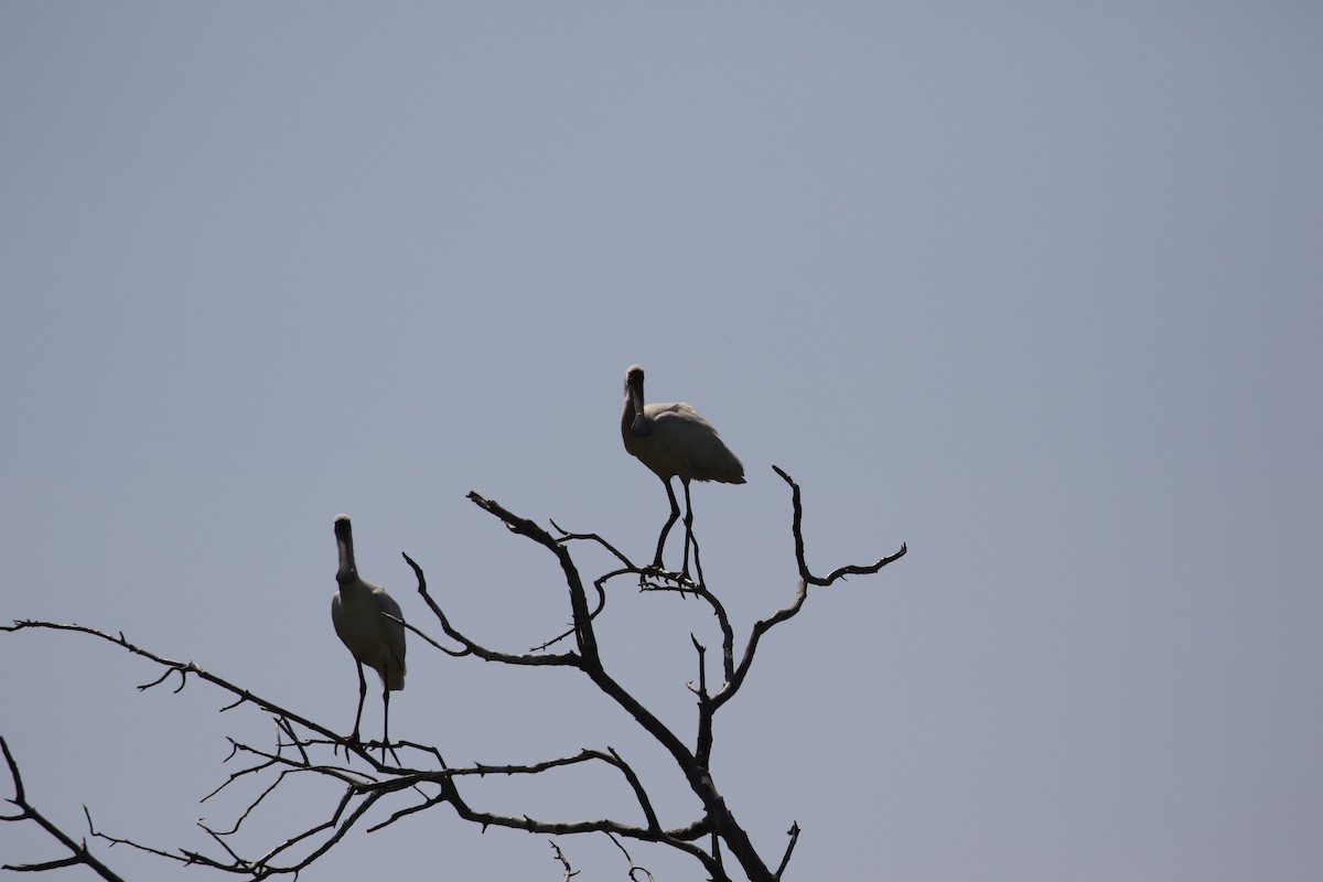 African Spoonbill - ML638439083