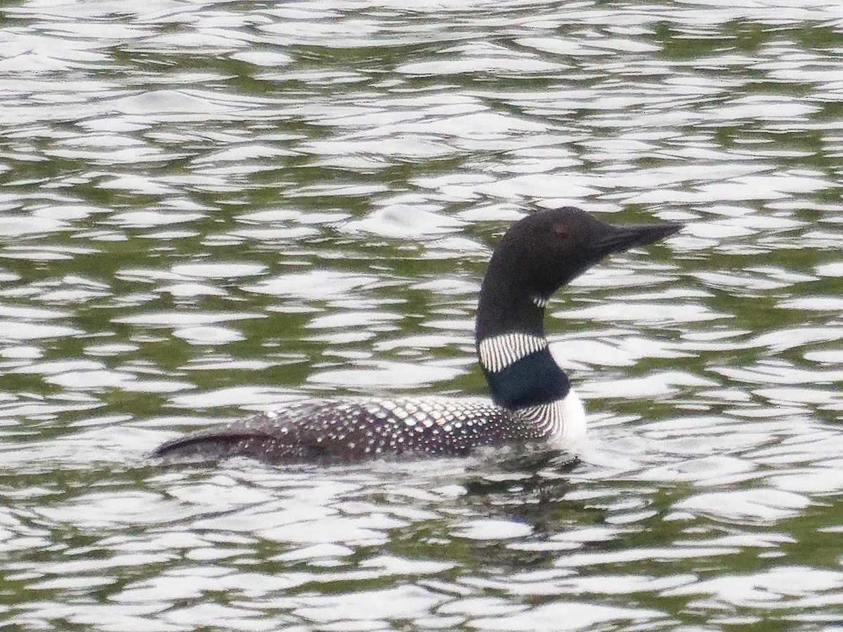 Common Loon - ML638439084