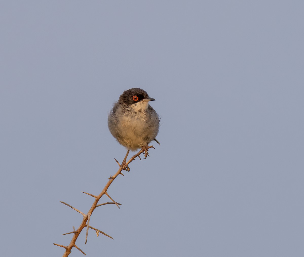 Sardinian Warbler - ML638439085