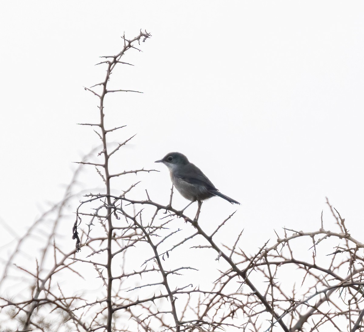 Sardinian Warbler - ML638439086