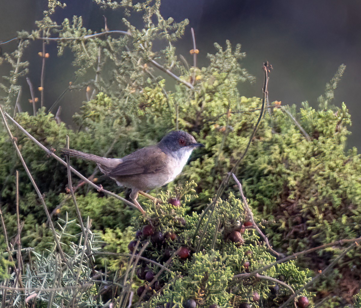 Sardinian Warbler - ML638439091