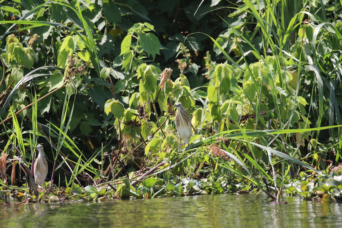 Squacco Heron - ML638439096