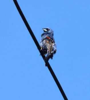 Blue Grosbeak - ML638439099