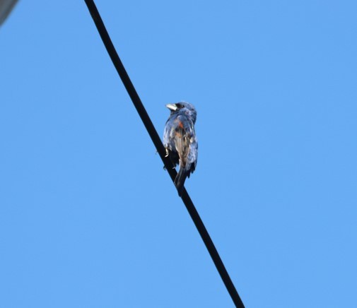 Blue Grosbeak - ML638439100