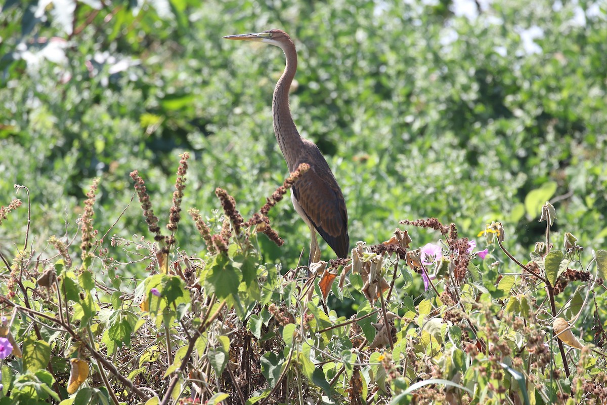 Goliath Heron - ML638439183