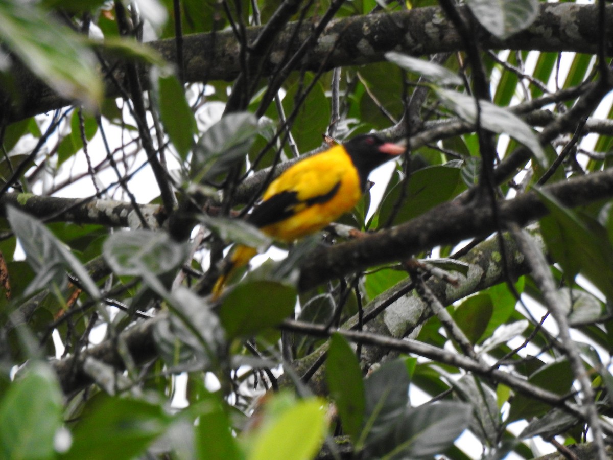 Black-hooded Oriole - ML638439186