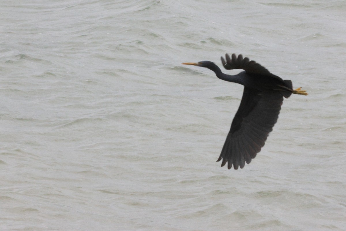 Pacific Reef-Heron - ML638439192