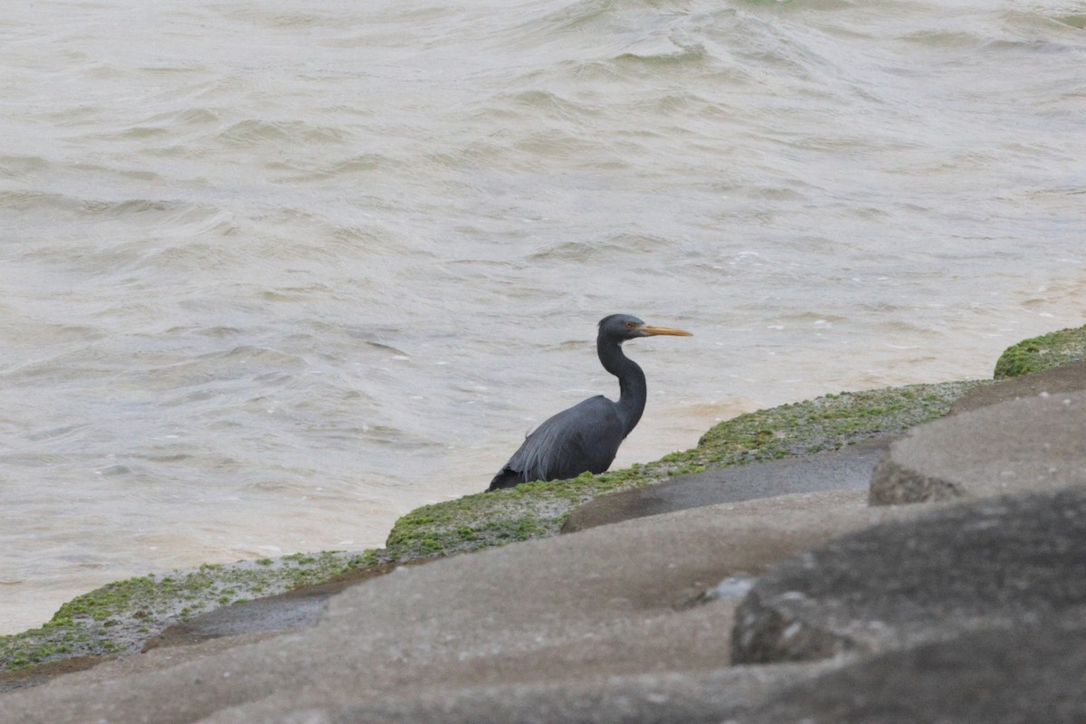 Pacific Reef-Heron - ML638439193