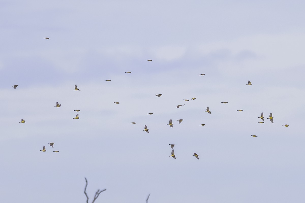 Grassland Yellow-Finch - ML638439195