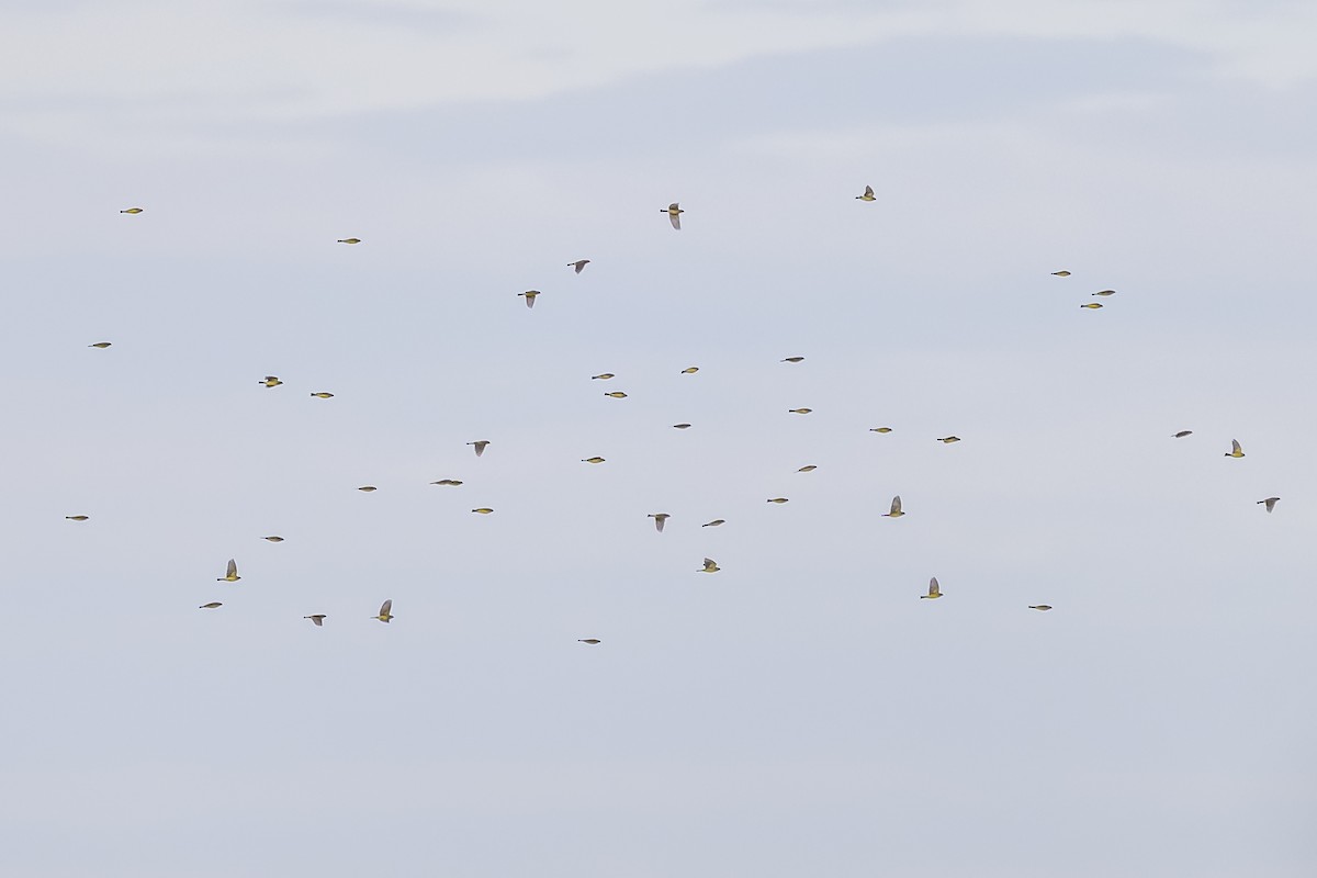 Grassland Yellow-Finch - ML638439196