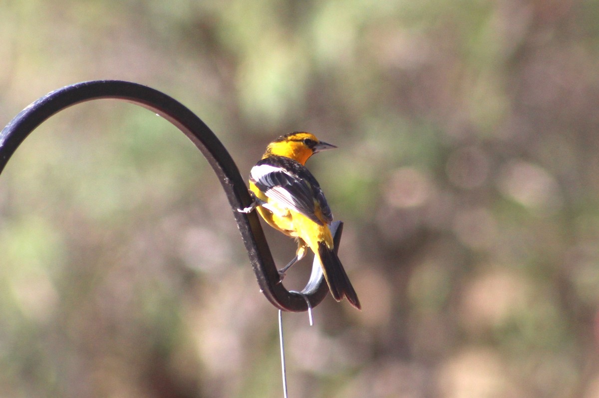 Bullock's Oriole - ML638439213