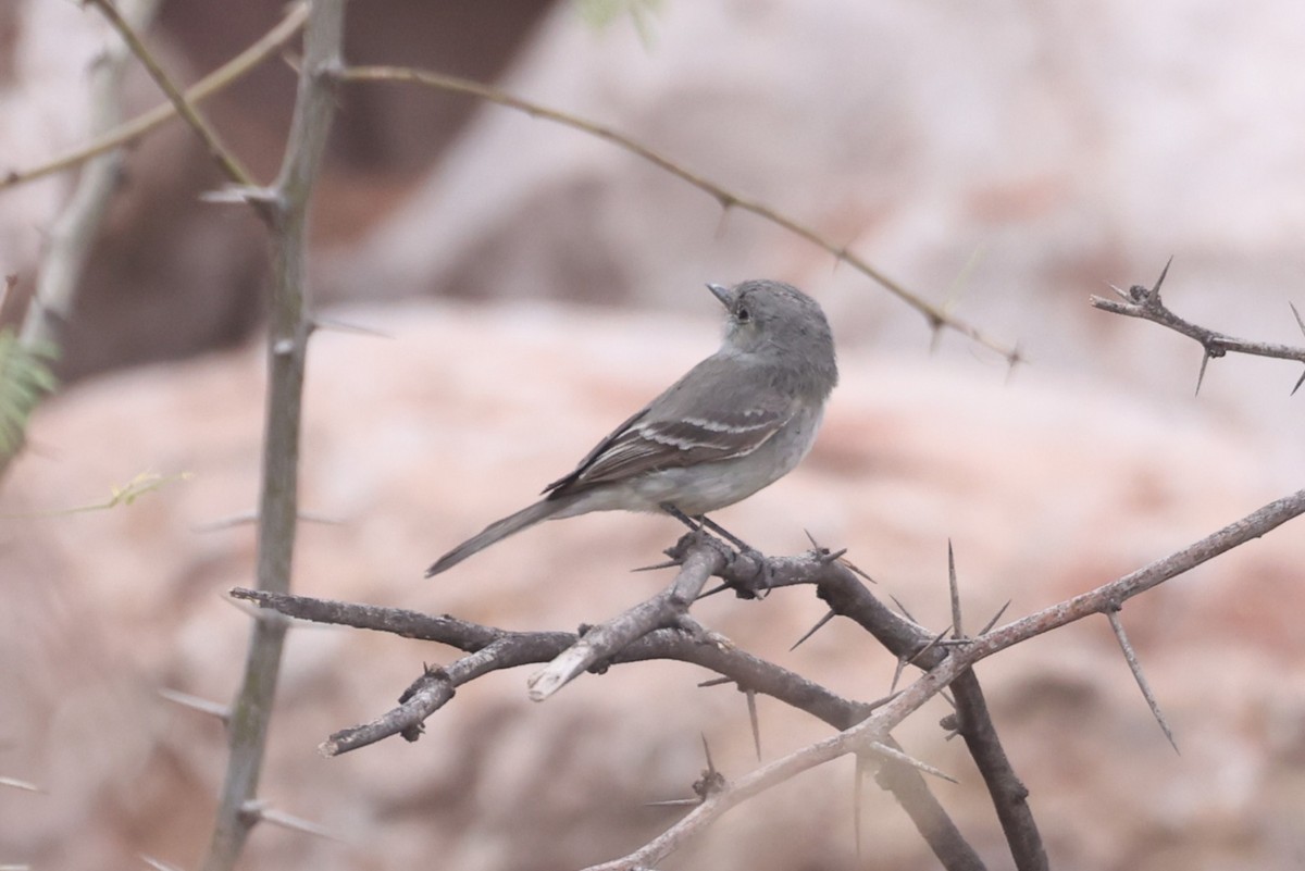 Gray Flycatcher - ML638439241