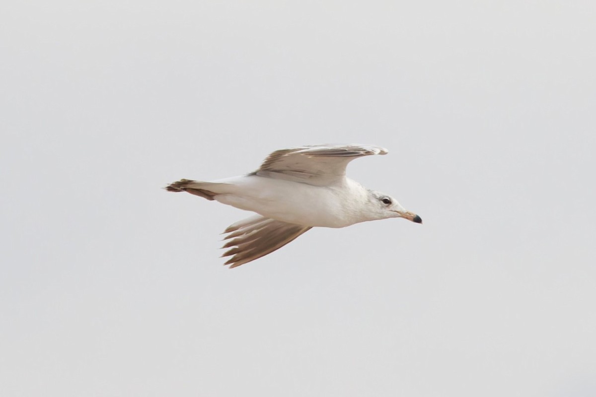 ringnebbmåke - ML638439309